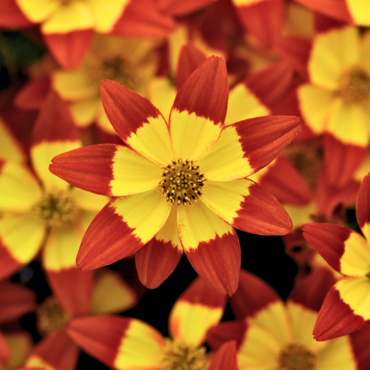 Bidens