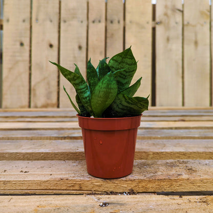 Snake Plant 'Hahnii'