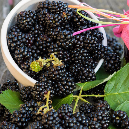 Blackberry ‘Balsor’s Hardy’