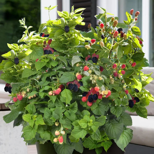 Blackberry 'Bushel and Berry® Baby Cakes®'