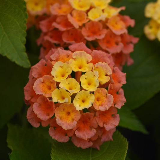 Lantana 'Bloomify™'