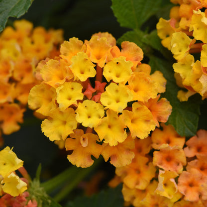Lantana 'Bloomify™'