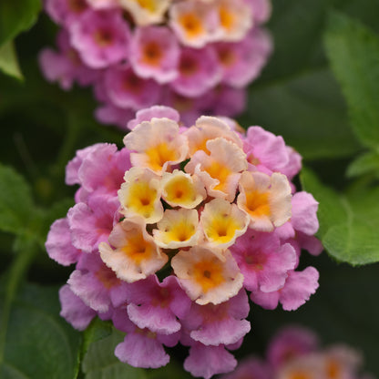 Lantana 'Bloomify™'