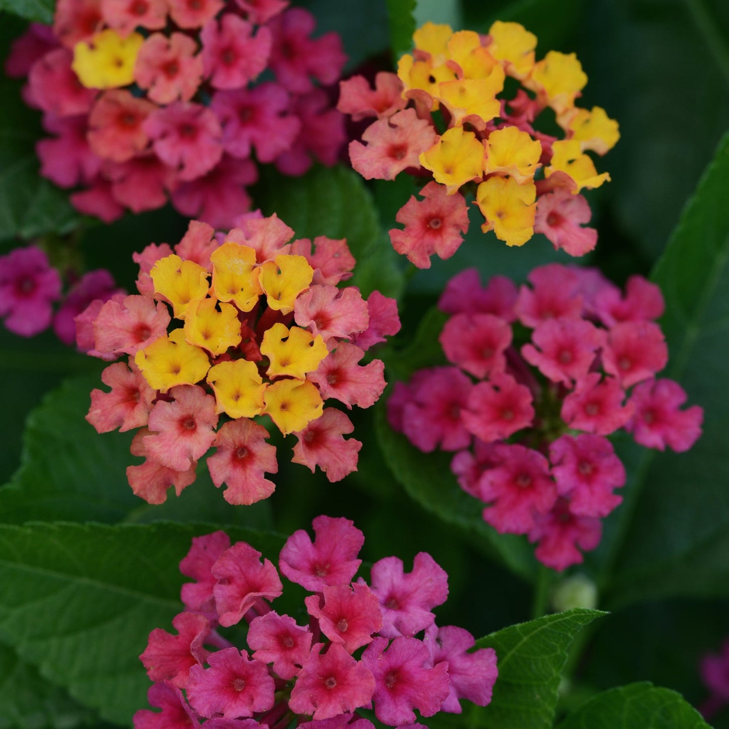 Lantana 'Bloomify™'