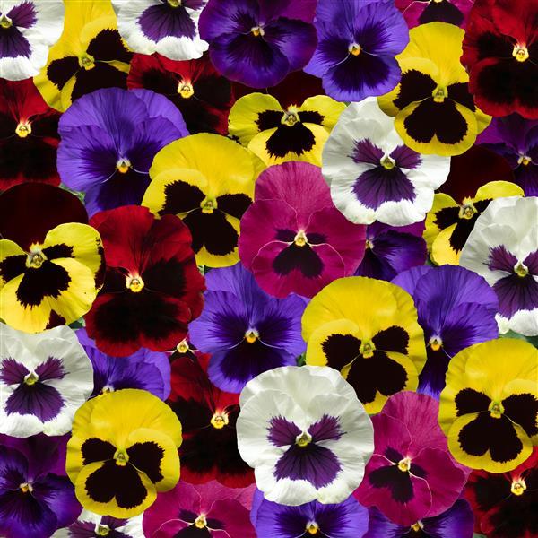 Pansy 'Delta Pro'
