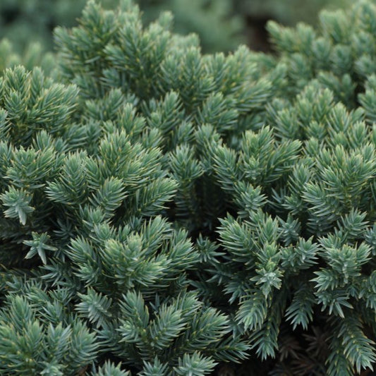 Juniper 'Blue Star'