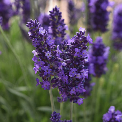 Lavender 'Blue Spear' English