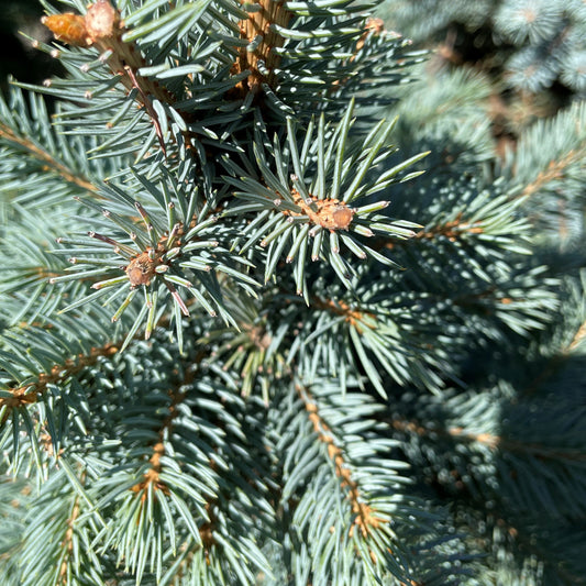 Spruce 'Baby Blue'