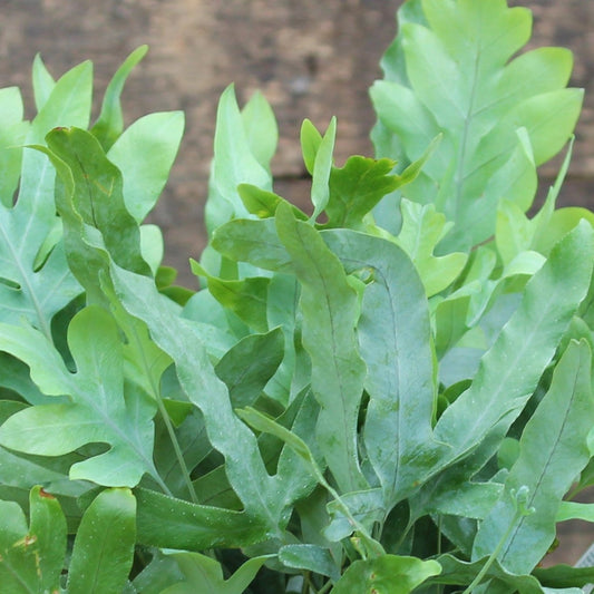 Fern 'Blue Star'