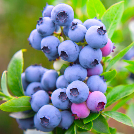 Highbush Blueberry 'Razz'