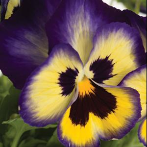 Pansy