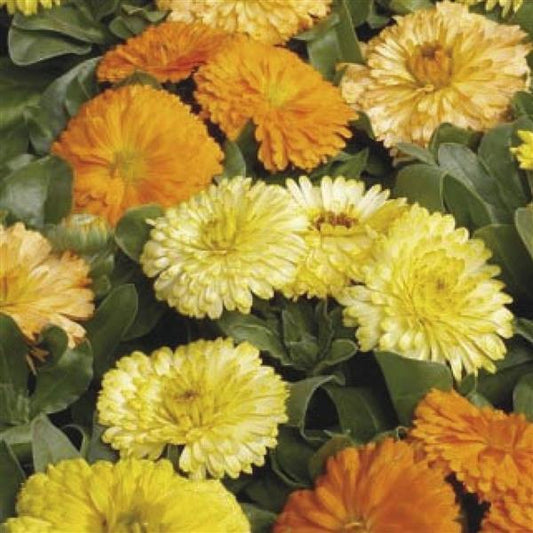 Calendula