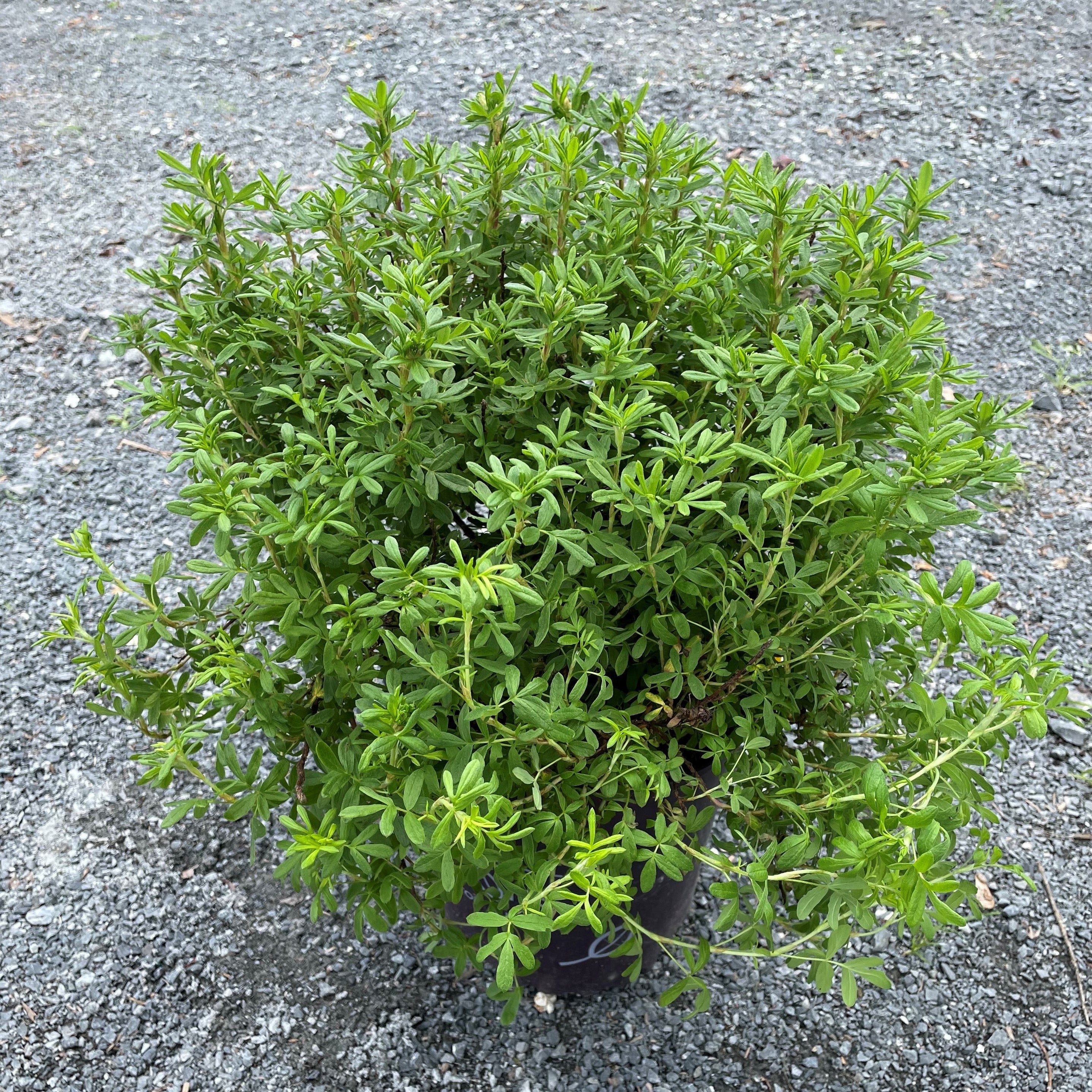 Boxwood 'Green Mountain'