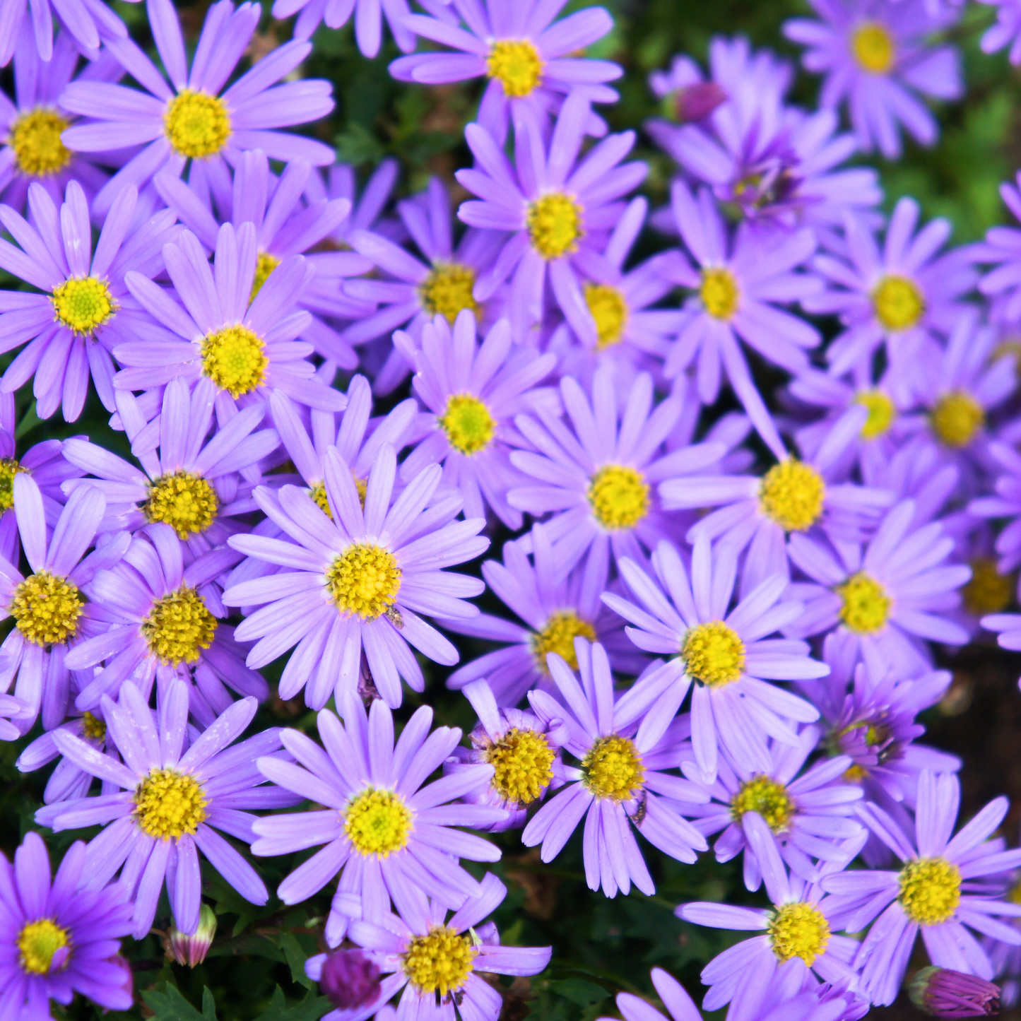 Brachyscome 'Brasco'
