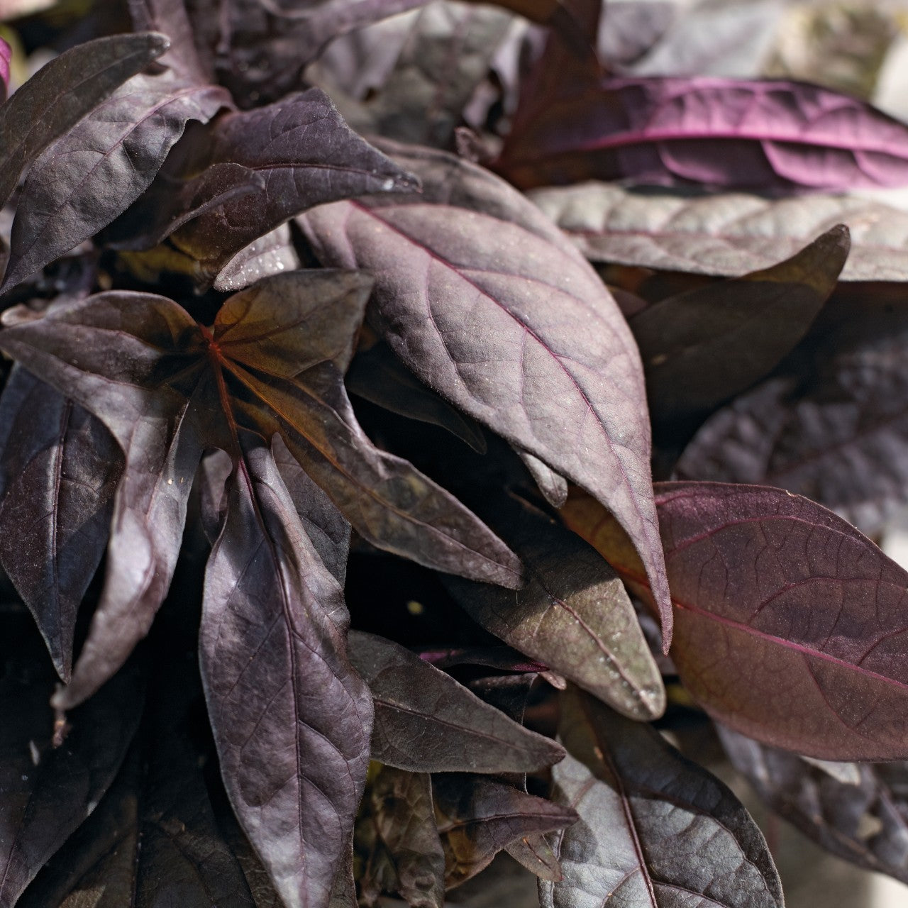 Ipomoea 'Bright Ideas'