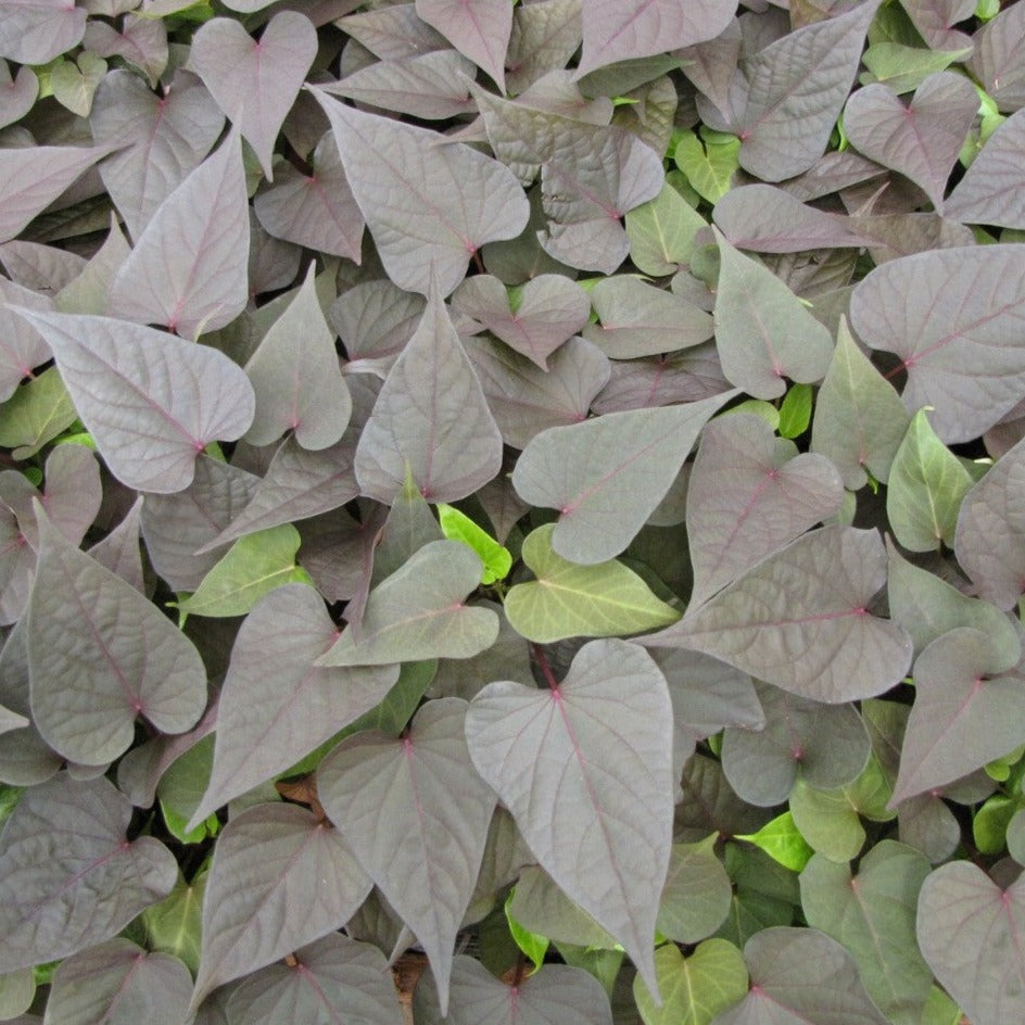 Ipomoea 'Bright Ideas'