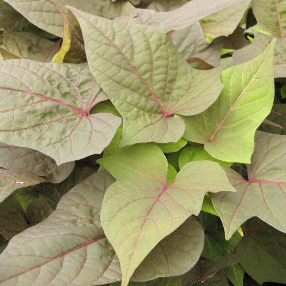 Ipomoea 'Bright Ideas'