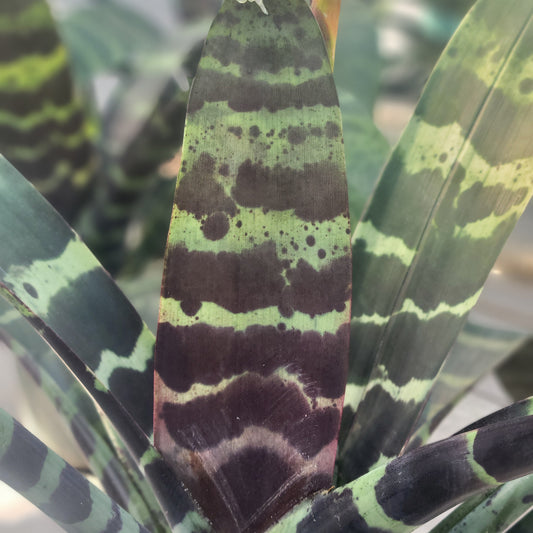 Vriesea Bromeliad