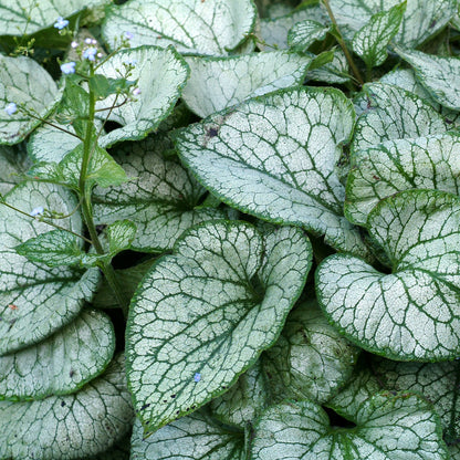 Siberian Bugloss 'Jack Frost'