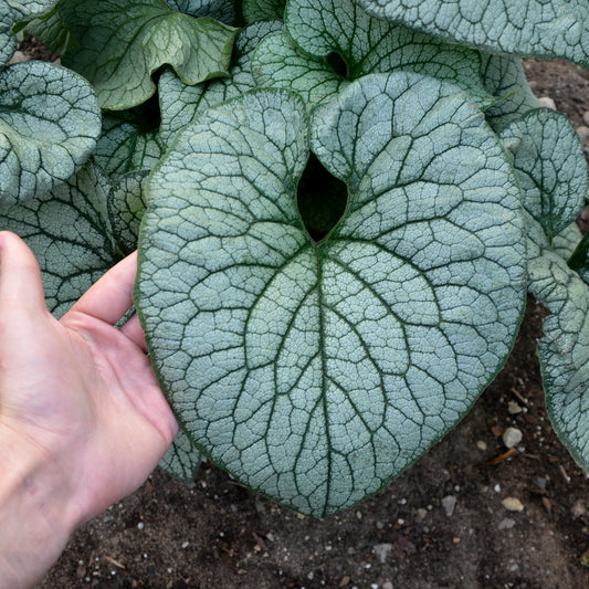 Siberian Bugloss 'Queen of Hearts'
