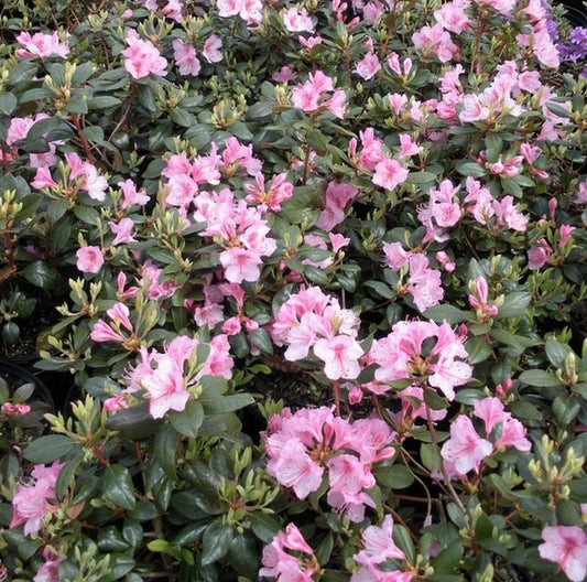 Rhododendron 'Bubblegum'