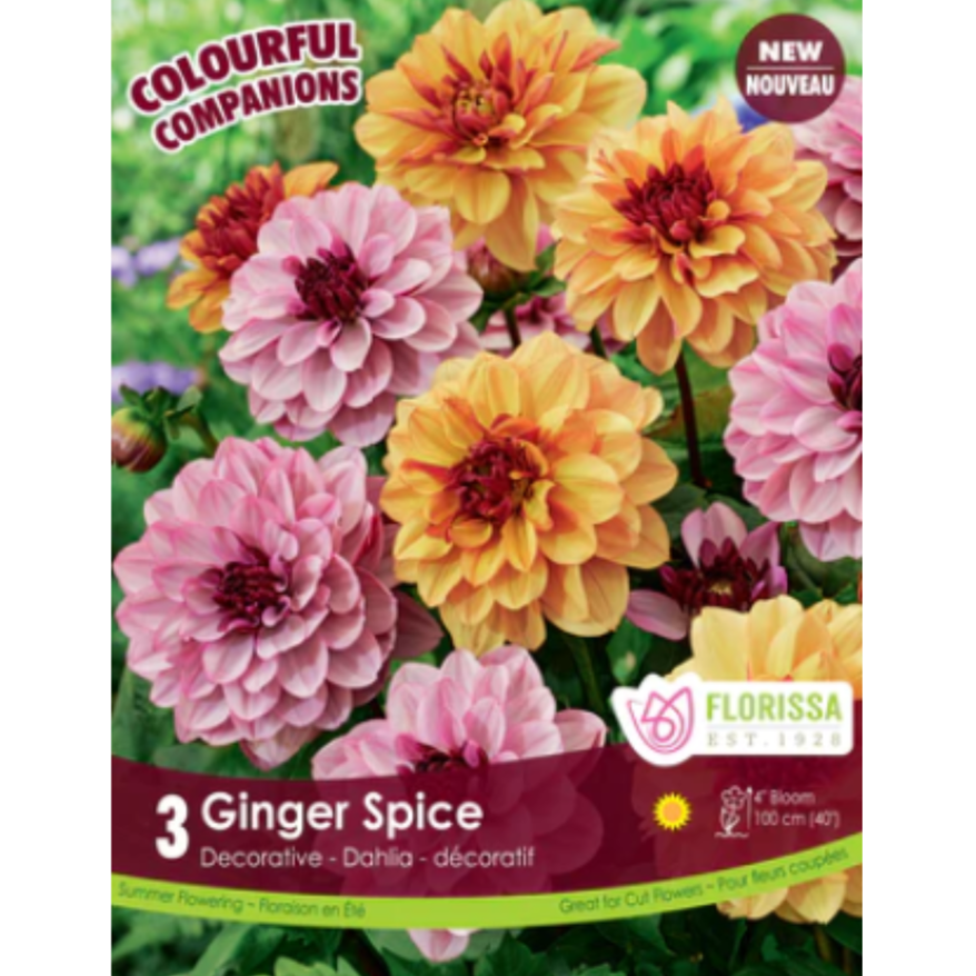 Bulbs Colourful Companions Dahlia Ginger Spice Spice 3/Pkg.