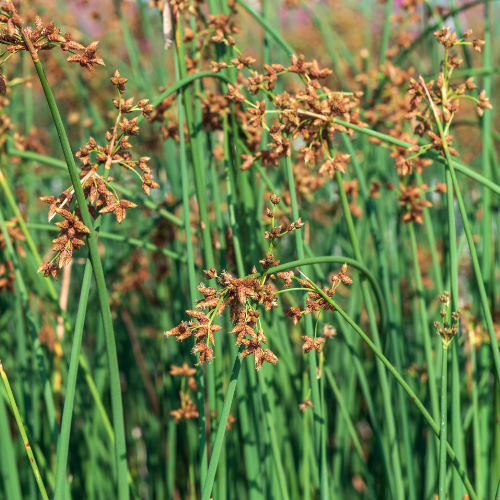 Bulrush