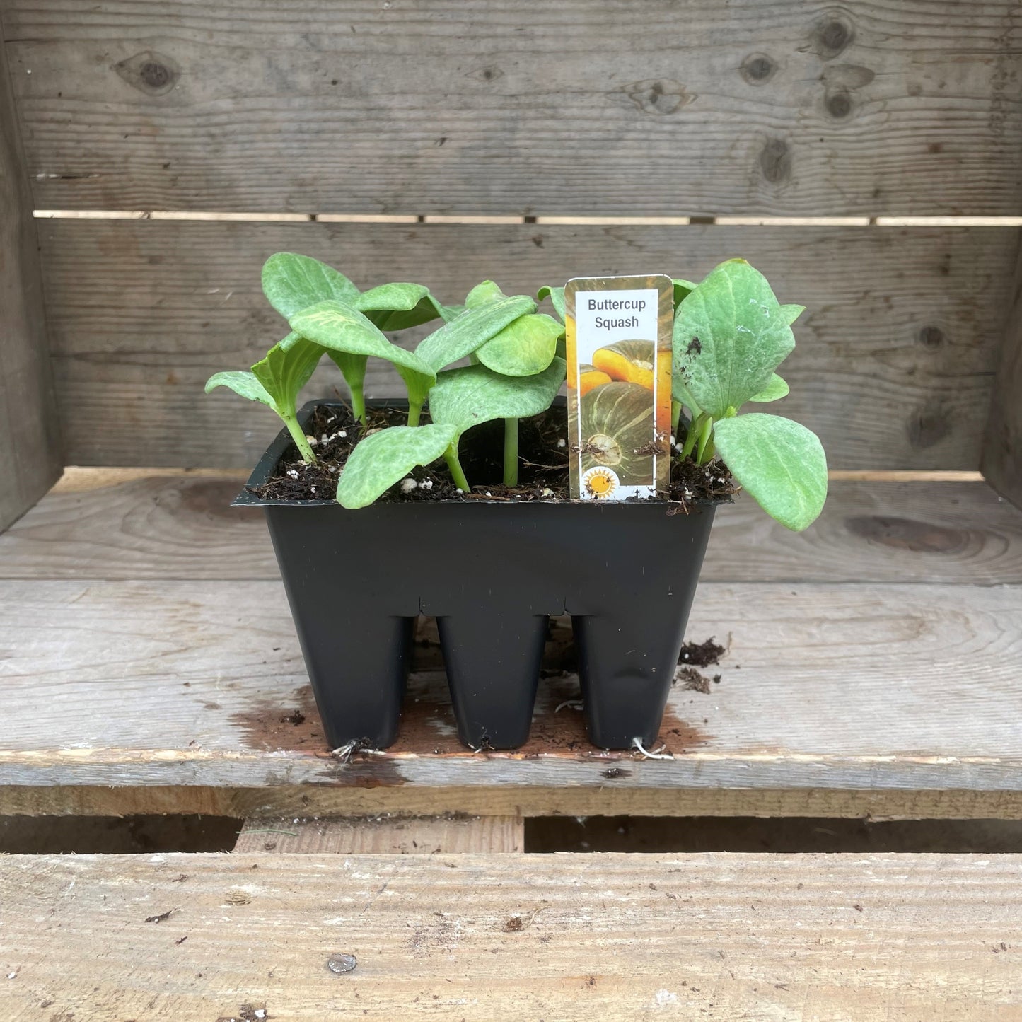 Squash 'Buttercup'