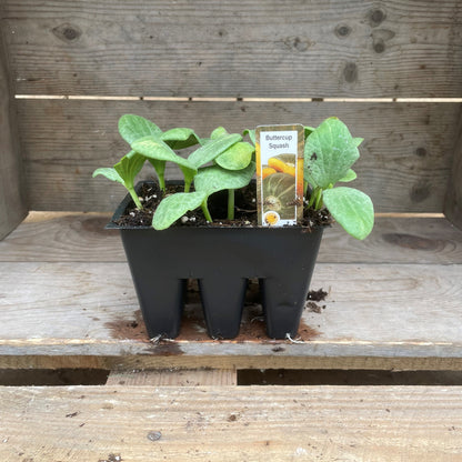 Squash 'Buttercup'