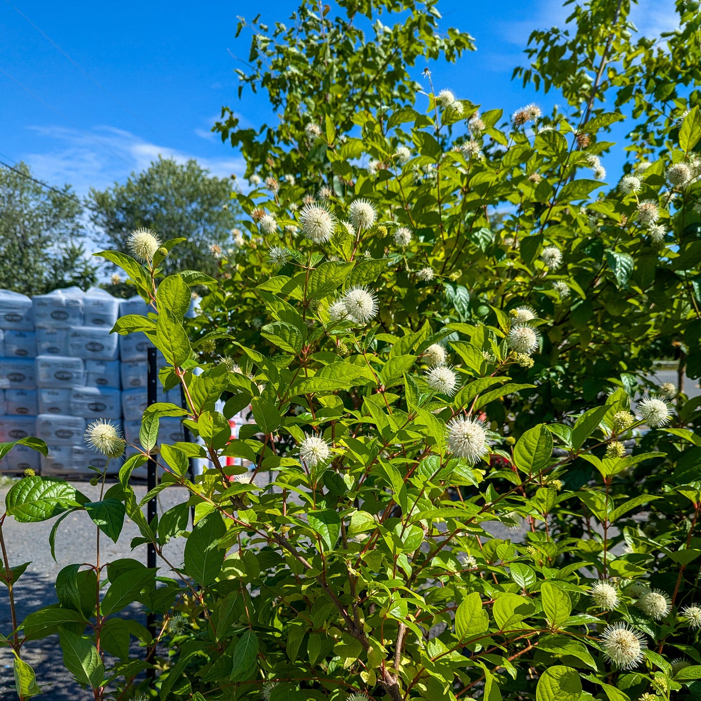 Buttonbush 'Sugar Shack'