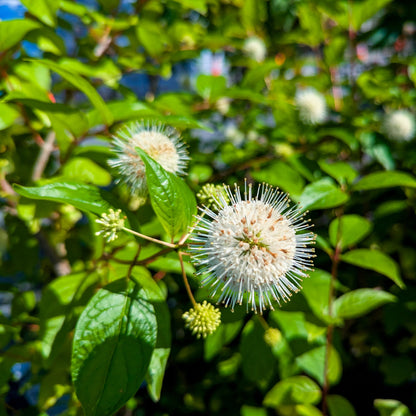Buttonbush 'Sugar Shack'