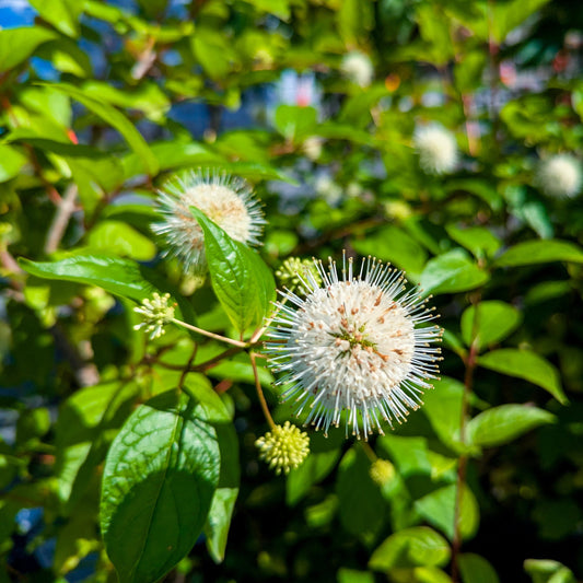 Buttonbush 'Sugar Shack'