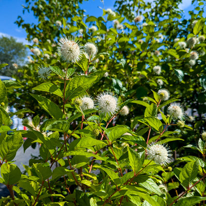 Buttonbush 'Sugar Shack'