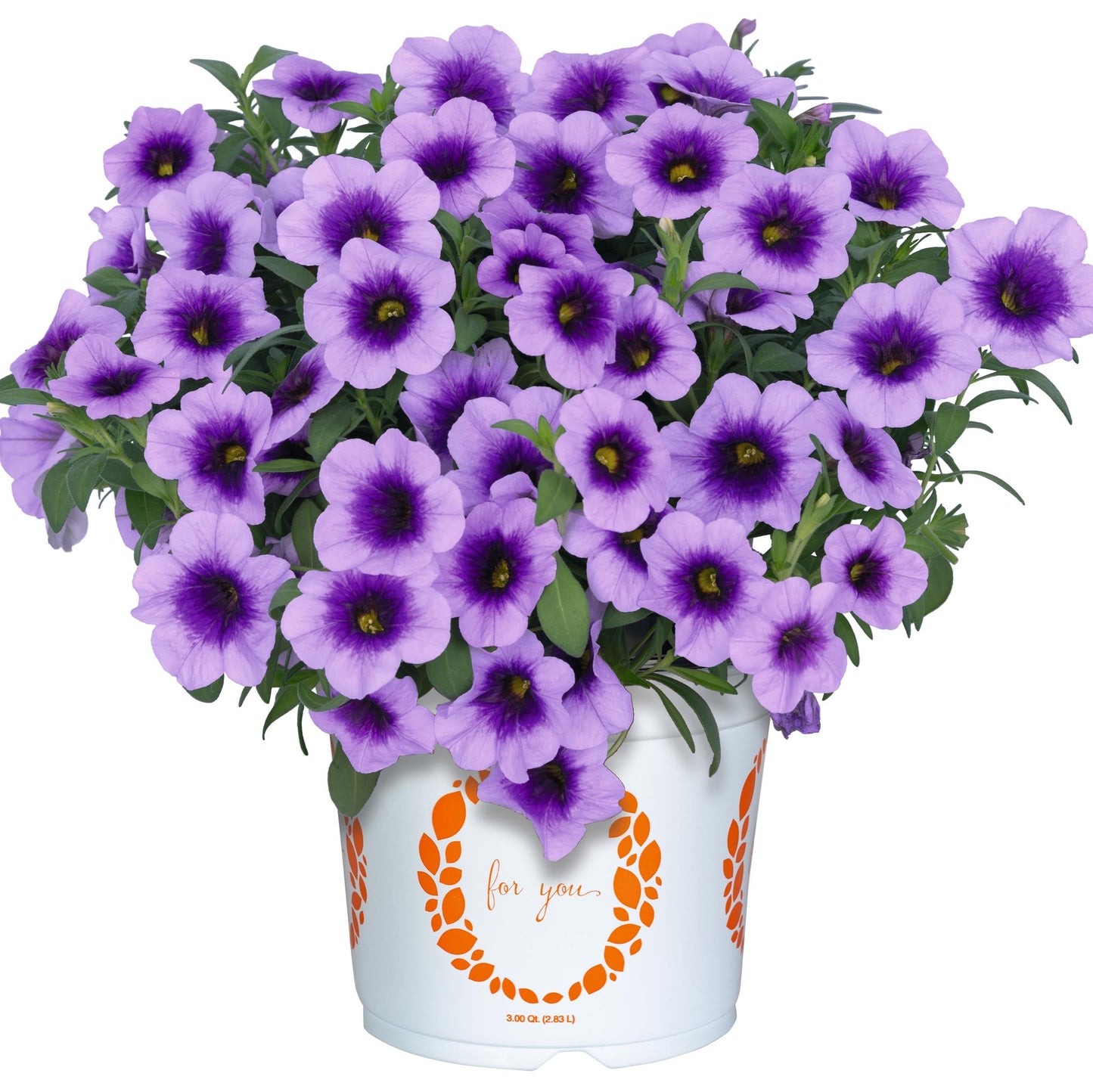 Calibrachoa 'Hula'