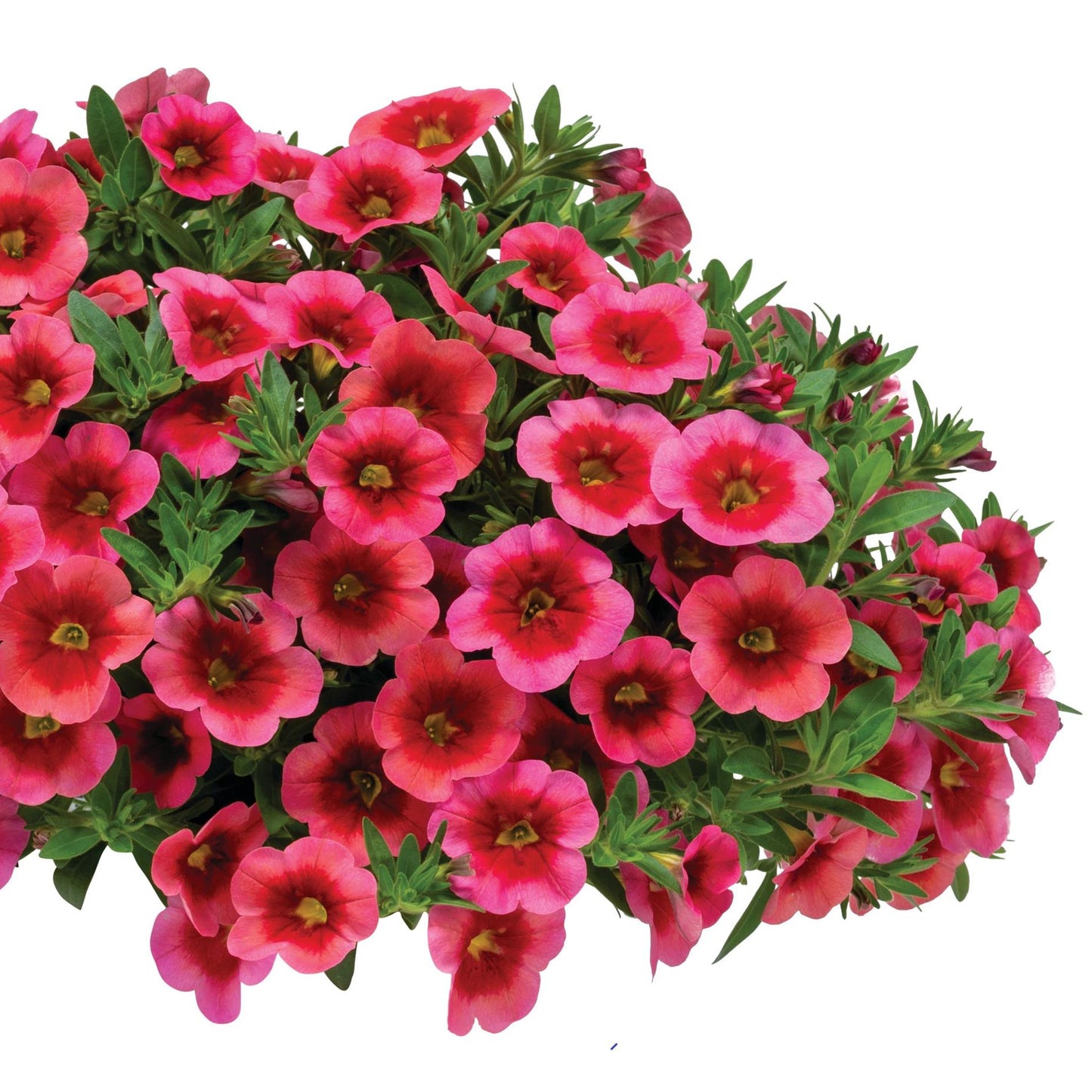 Calibrachoa 'Hula'