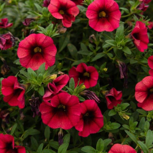 Calibrachoa 'Bloomtastic'