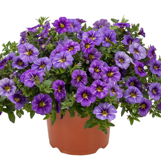Calibrachoa 'Rainbow'