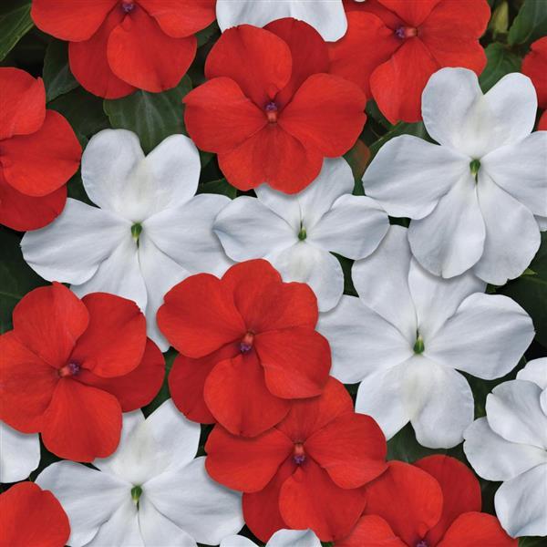 Impatiens 'Beacon'