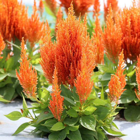 Celosia 'Flamma'