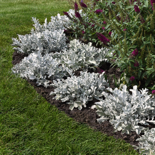 Dusty Miller
