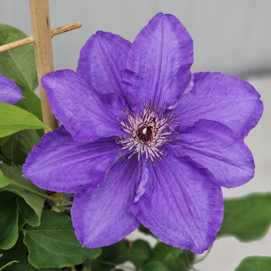 Clematis ‘Lindsay’