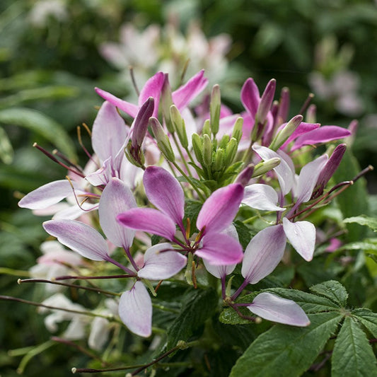 Cleome 'Clementine'