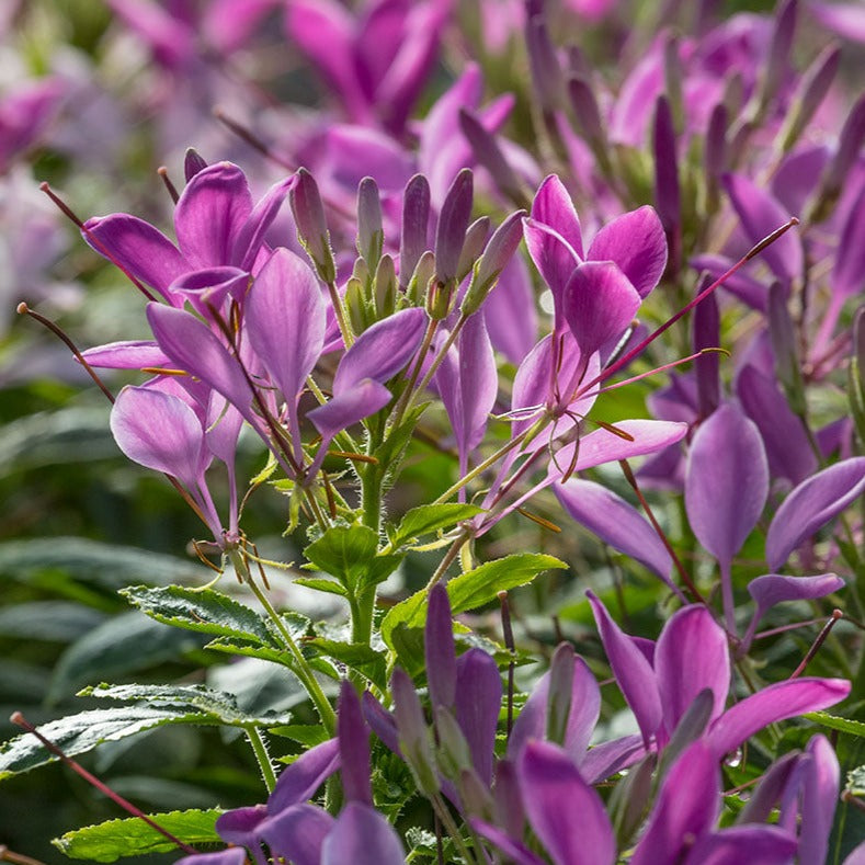 Cleome 'Clementine'