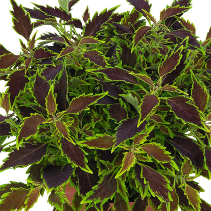 Coleus 'Downtown'