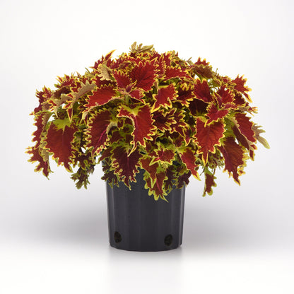 Coleus 'Ignite™'