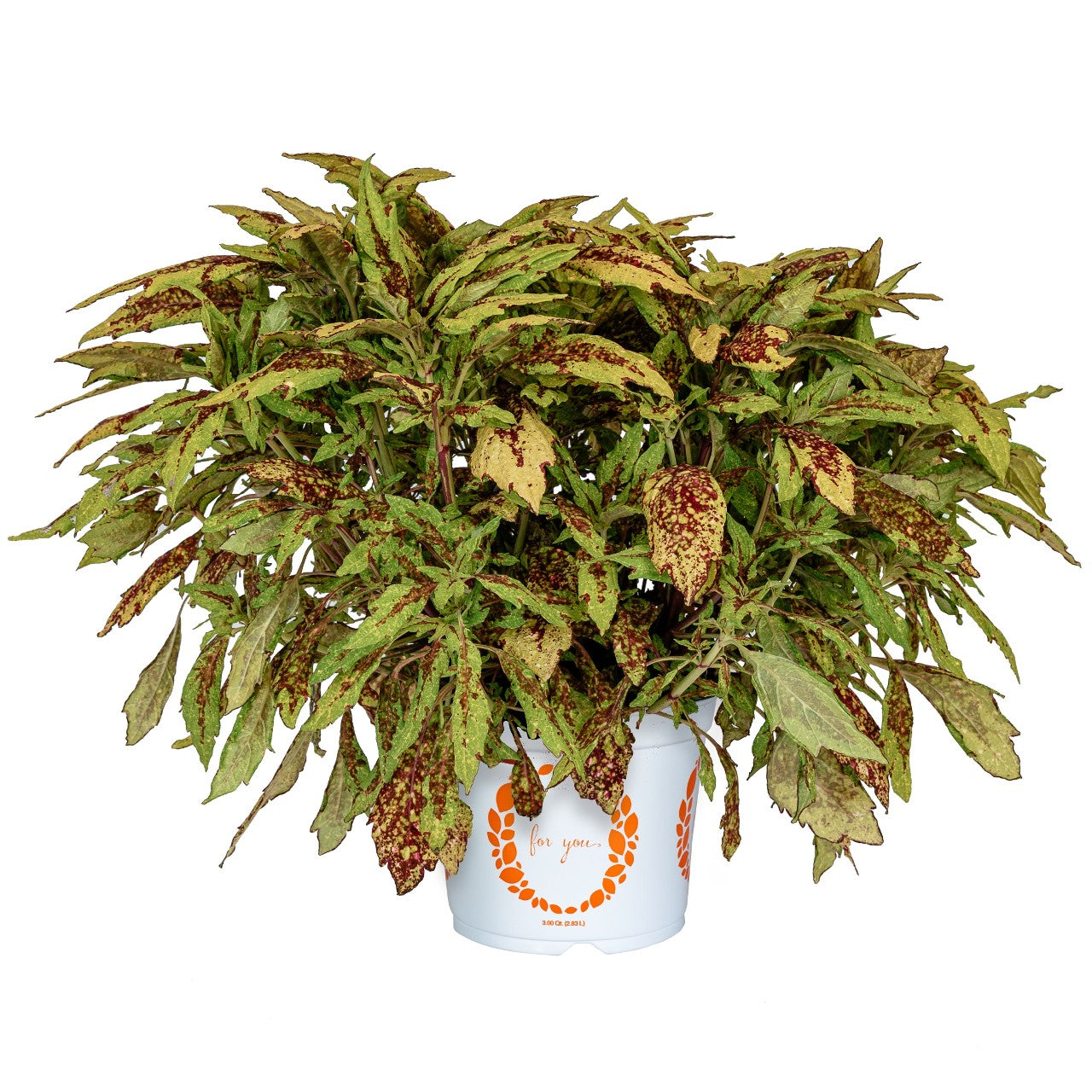 Coleus 'Downtown'