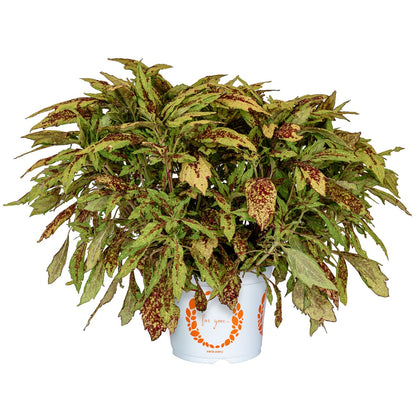 Coleus 'Downtown'