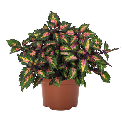 Coleus 'Downtown'