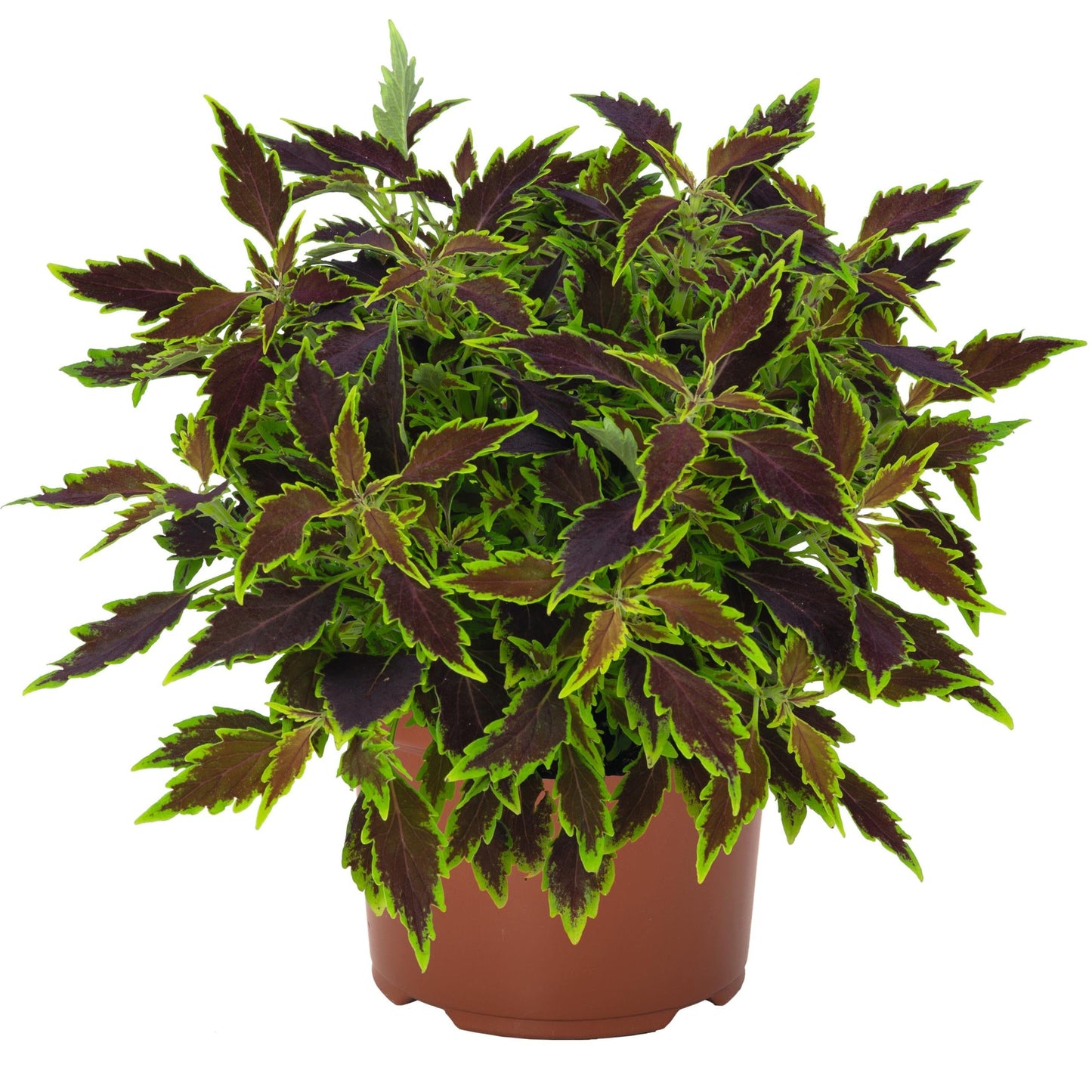 Coleus 'Downtown'