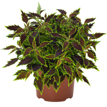 Coleus 'Downtown'